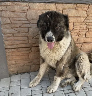 Кавказская овчарка / Caucasian Shepherd (Caucasian Sheepdog) - PetsPoint.ru