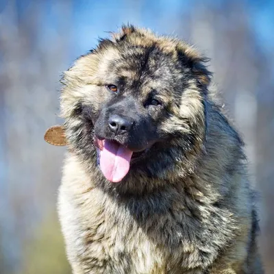 Пропала собака Кавказец в Москве | Pet911.ru