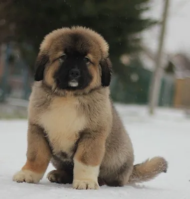 Dudusik Dog. Уроки - 5 особенностей кавказских овчарок, о которых вы  наверняка не знали - Помощь кавказским овчаркам