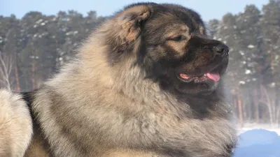 Купить Кавказскую овчарку в Москве 🐶 цены на щенков и собак