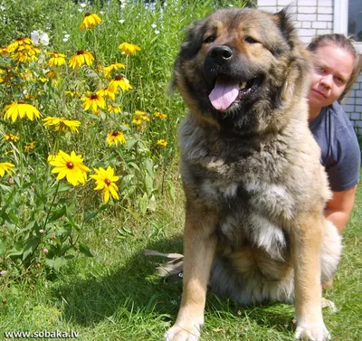 Кавказская овчарка (50 фото) | Caucasian shepherd dog, Types of dogs,  Shepherd dog