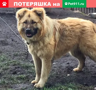 CAUCASIAN SHEPHERD DOG KHARKIV UKRAINE в 2023 г | Кавказская овчарка