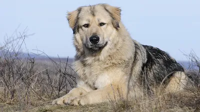 Кавказский заповедник — Википедия