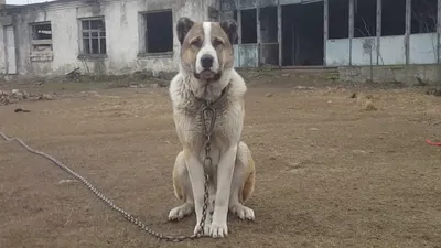 Кавказский волкодав