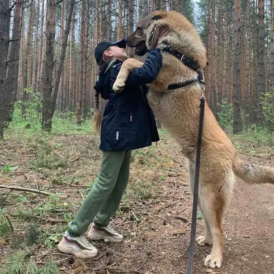 Кавказская Овчарка