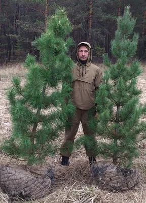 КЕДР ДАЛЬНЕВОСТОЧНЫЙ (PINUS KORAIENSIS) — НКО \"NORD-NUC\"