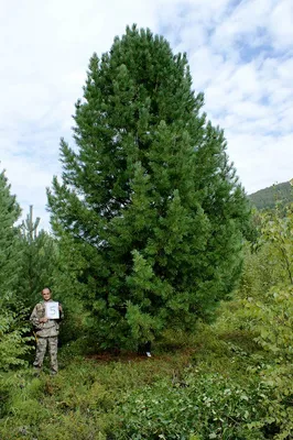 Кедр Сибирский купить (сосна кедровая) (Pinus sibirica) 160-180 см С90 |  Питомник растений Сосны