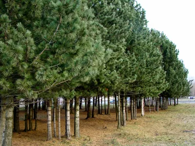 Кедр сибирский (Pinus sibirica): купить саженцы в Екатеринбурге в питомнике  по цене от 600 Р