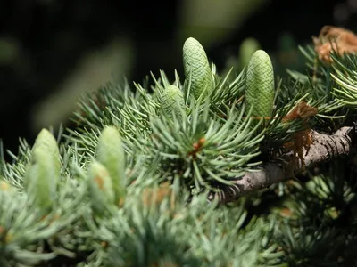 Кедр гималайский (Cedrus deodara) — путеводитель по отдыху в Крыму