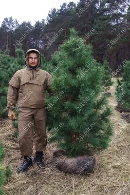 КЕДР СИБИРСКИЙ (PINUS SIBIRICA) — НКО \"NORD-NUC\"