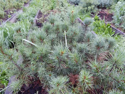 Кедр сибирский (Pinus sibirica) - цены, фото и описание | Купить саженцы  для посадки с доставкой почтой в питомнике ДивоСад-СПб