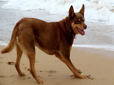 Фотографии к статье: Австралийский келпи (Australian Kelpie) / Советы по  уходу и воспитанию породы собак, описание собаки, помощь при болезнях,  фотографии, дискусии и форум.