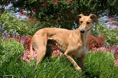 Австралийская борзая (Кенгуровая собака) / Australian Greyhound (Kangaroo  Dog) | Kangaroo dog, Dogs, Greyhound