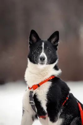 Пропала собака \"Гром\" в Пыть-Яхе | Pet911.ru