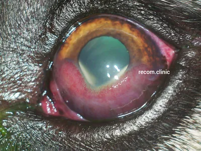 Паннус и плазмома у собак/ Chronic superficial keratitis in dogs (pannus)