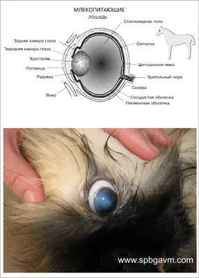 Болезни глаз у собак: симптомы, причины, лечение болезней глаз у собак |  Офтальмологическое отделение ветеринарной клиники
