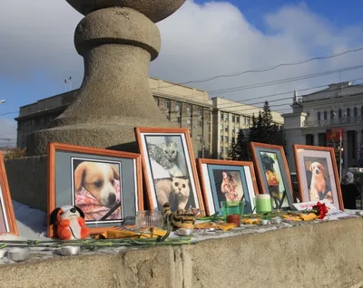 Кадры не для слабонервных: в Хабаровске студентки-живодерки брали домашних  питомцев, а потом жестоко расчленяли их - | Диалог.UA