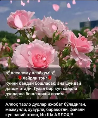 Pin by Максуда Каримова on Хайрли тонг | Flowers, Plants, Garden