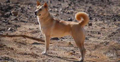 Ханаанская собака (Canaan dog) (Породы собак) ханаанская собака купить, ханаанская  собака фото, ханаанская собака цена, щенки ханаанской собаки, ханаанская  порода собак Энциклопедия о животных EGIDA.BY