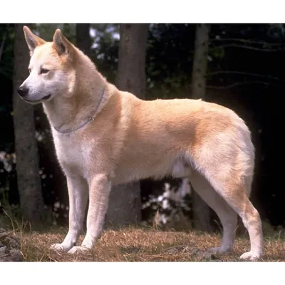 File:Canaan Dog Puppy1.jpg - Wikipedia