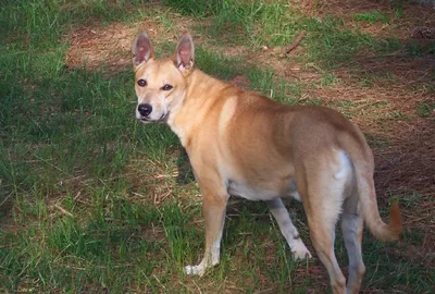 Ханаанская собака (Canis lupus familiaris 'Canaan Dog') - Rock Identifier