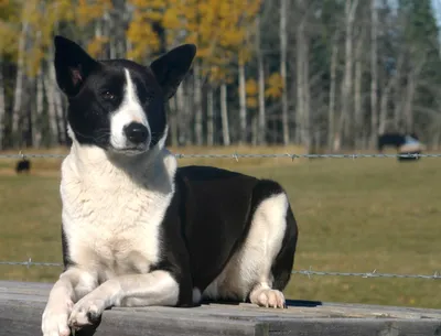 Ханаанская собака: характер и описание породы | Royal Canin