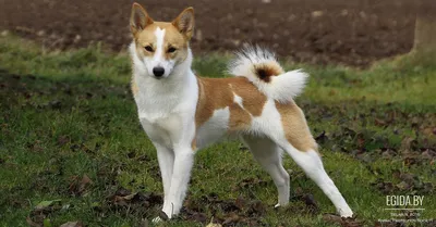 Ханаанская собака. Canaan dog 2024 | ВКонтакте