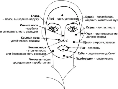 Черты лица картинки (49 фото) » Юмор, позитив и много смешных картинок