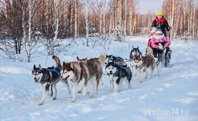 Хаски центр Челябинск фото фотографии