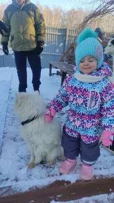 Новогодние Хранителях\" репортаж Максима Горбунова. Хаски-центр \"Аквилон\"  Челябинск - YouTube