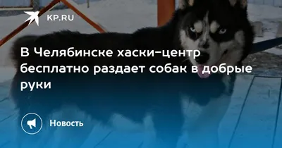 Хаски-центр Аквилон, Челябинск: лучшие советы перед посещением - Tripadvisor