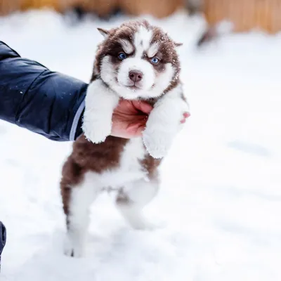 🐕 Хаски-центр «Аквилон» объявил о том, что их собаки ищут новые семьи.  Животных отдают бесплатно, но за их судьбой продолжат.. | ВКонтакте