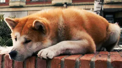 Хатико Самый верный друг / Hachiko: A Dog's Story (2009, фильм) - «Фильм,  который заставил меня реветь.. Хатико:(» | отзывы