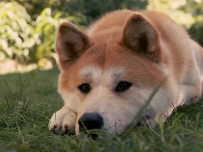 Фильм \"Хатико - самый верный друг\"🐶 (2009), один из самых сентиментальных  фильмов. Пересматривать его сложно решиться, по этой причине д… | Фильмы,  Собаки, События