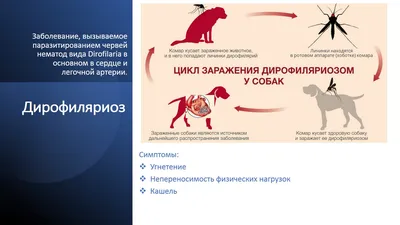 У кролика выпадает шерсть: почему и что делать? | Блог зоомагазина  Zootovary.com