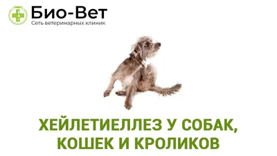 Капли Адвокат для собак весом до 4 кг (0,4 мл 1 пипетка) BAYER: купить по  лучшей цене в Украине. антипаразитарные препараты для животных от \"ZooVet -  інтернет зоомагазин самих низьких цін - Zoovetbaza.com.ua\" - 5230147