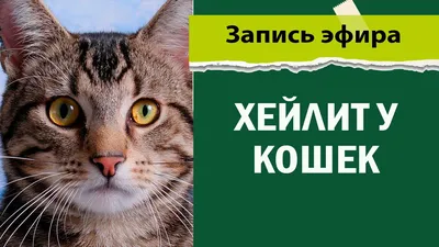 Покажи зубки!»: какие проблемы с зубами могут возникнуть у собаки - Питомцы  Mail.ru