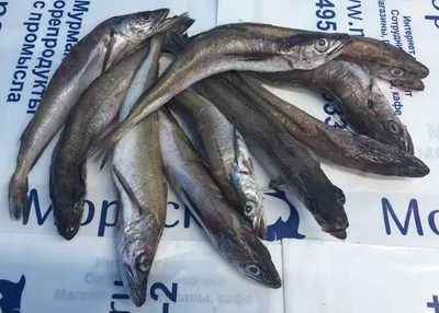 Хек (Мерлуза) тушки до 0,5 кг купить по выгодным ценам в Киеве, заказать  Рыба онлайн в интернет магазине морепродуктов ribka.ua