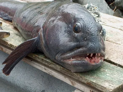 Три вида рыб, которые всегда продаются без головы - ЯПлакалъ