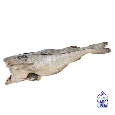 Рыба Хек | Пикабу