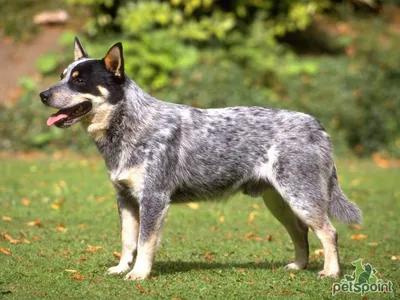 Австралийский хилер (Австралийская пастушья собака) / Australian Cattle Dog  - PetsPoint.ru