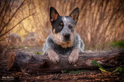 Австралийская пастушья собака хилер - фото и описание породы | Pet-Yes