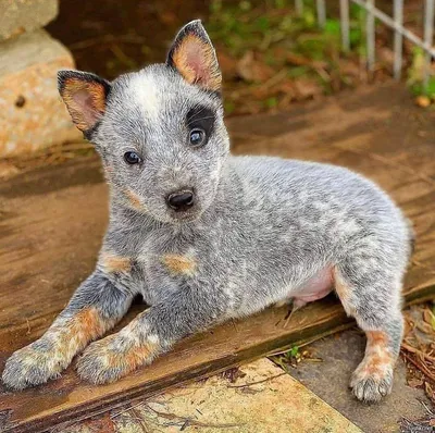 Австралийская пастушья собака хилер - фото и описание породы | Pet-Yes