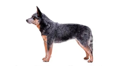 Ланкаширский хилер (Lancashire Heeler) (Породы собак) ланкаширский хилер  купить, ланкаширский хилер фото, ланкаширский хилер цена, щенки  ланкаширский хилер, ланкаширский хилер питомник Энциклопедия о животных  EGIDA.BY