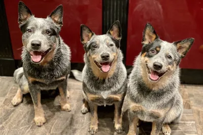 Австралийская пастушья собака хилер - фото и описание породы | Pet-Yes