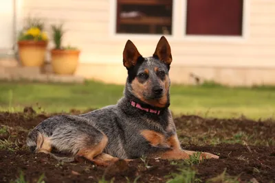 Австралийская короткохвостая пастушья собака - фото и описание | Pet-Yes