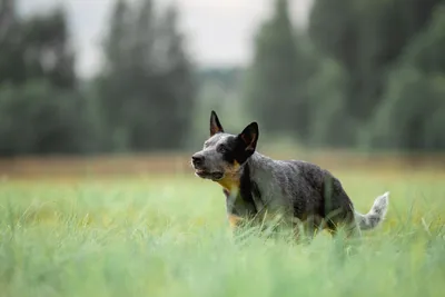 Австралийская пастушья собака хилер - фото и описание породы | Pet-Yes