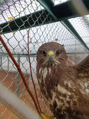 Кобчик (Falco vespertinus). Фотогалерея птиц. Фотографии птиц России,  Беларуси, Украины, Казахстана, Таджикистана, Азербайджана.