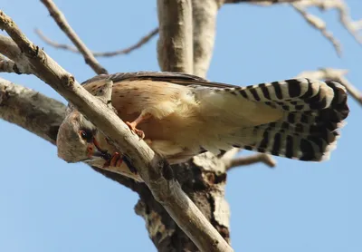 Птица Сапсан (Falco peregrinus): описание, виды, размножение, фото