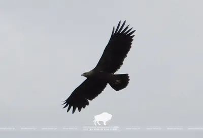 Зимняк (Buteo lagopus). Фотогалерея птиц. Фотографии птиц России, Беларуси,  Украины, Казахстана, Таджикистана, Азербайджана.